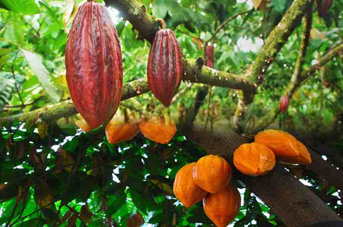 Cocoa Barometer 2018 report published